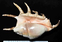 藏品(蜘蛛螺)的圖片