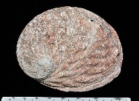 藏品(紐西蘭鮑螺)的圖片