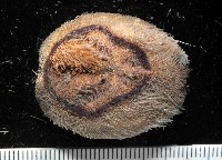 藏品(未知種高星海膽)的圖片