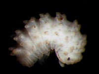 藏品(未知種瘤潮蟲)的圖片