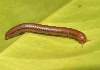 藏品(磚紅厚甲馬陸)的圖片