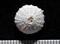 藏品(單列三角頭帕)的圖片