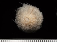 藏品(艾氏鋸海膽)的圖片