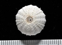 藏品(艾氏鋸海膽)的圖片