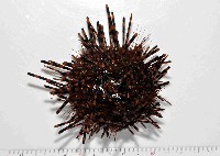 藏品(環刺棘海膽)的圖片