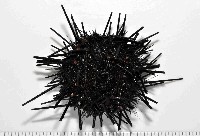 藏品(冠刺棘海膽)的圖片