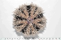 藏品(白棘三列海膽)的圖片