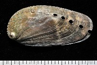 藏品(驢耳鮑螺)的圖片