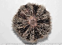 藏品(白棘三列海膽)的圖片