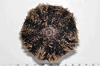 藏品(白棘三列海膽)的圖片