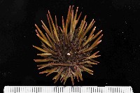 藏品(紫海膽)的圖片