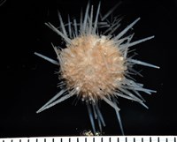 藏品(福氏鋸海膽)的圖片