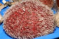 藏品(易碎脆心形海膽)的圖片