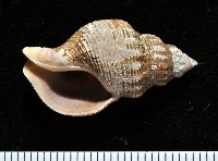 藏品(褐皮峨螺)的圖片