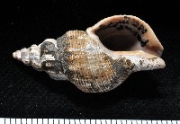 藏品(褐皮峨螺)的圖片