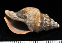 藏品(褐皮峨螺)的圖片