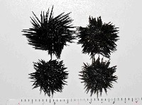 藏品(紫海膽)的圖片