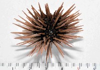 藏品(梅氏長海膽)的圖片