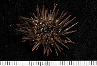 藏品(梅氏長海膽)的圖片