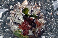 藏品(白棘三列海膽)的圖片