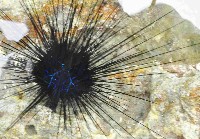 藏品(沙氏(藍環)冠海膽)的圖片