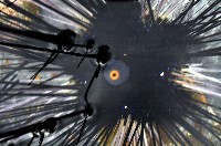 藏品(刺冠海膽)的圖片