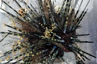 藏品(冠刺棘海膽)的圖片