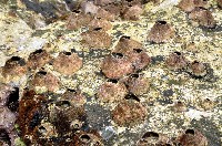 藏品(美麗笠藤壺)的圖片