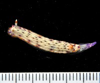 藏品(斑點高澤海蛞蝓)的圖片