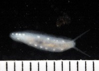 藏品(無殼蜑螺(暫譯))的圖片