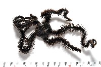 藏品(蜈蚣櫛蛇尾)的圖片