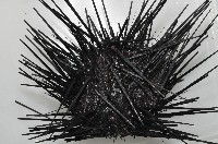 藏品(冠刺棘海膽)的圖片