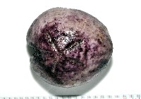 藏品(心形緣帶海膽)的圖片