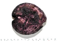 藏品(心形緣帶海膽)的圖片