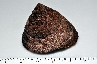 藏品(花斑鐘螺)的圖片