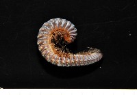 藏品(鋸齒東京泡馬陸)的圖片