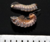 藏品(鋸齒東京泡馬陸)的圖片