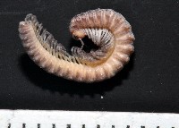 藏品(太魯閣東京泡馬陸)的圖片