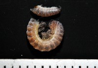 藏品(太魯閣東京泡馬陸)的圖片