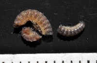 藏品(叉頂東京泡馬陸)的圖片