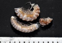 藏品(葉狀東京泡馬陸)的圖片