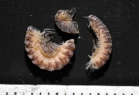 藏品(梵梵東京泡馬陸)的圖片