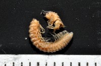藏品(新種東京泡馬陸)的圖片