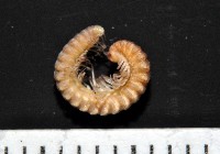 藏品(異東京泡馬陸)的圖片