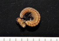 藏品(南方東京泡馬陸)的圖片