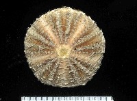 藏品(杜氏窪角海膽)的圖片