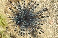 藏品(冠刺棘海膽)的圖片