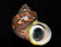 藏品(貓眼蠑螺)的圖片