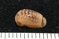 藏品(雙色木球馬陸)的圖片