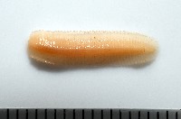 藏品(新種雄顎平馬陸)的圖片